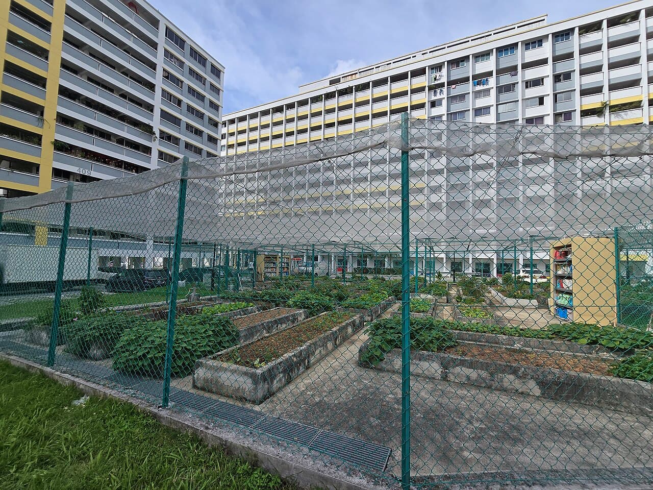 Raised planter beds of vegetables in a fenced community garden surrounded by HDB blocks.